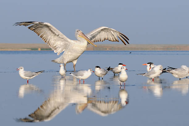 istock Reflected morning Dalmatian Pelican on Manych lake with gulls 479526108