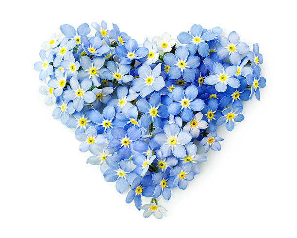 Forget-me-not flowers  in a shape of a heart Forget-me-not flowers  in a shape of a heart isolated on white forget me not isolated stock pictures, royalty-free photos & images