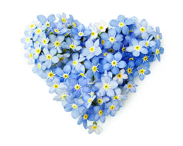 Forget-me-not flowers  in a shape of a heart isolated on white