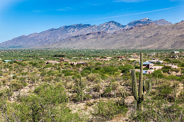 istock beautiful cacti in landscape 479526290