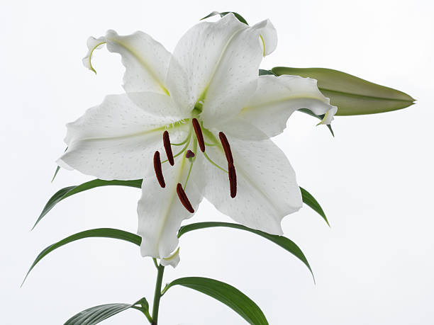 istock Beautiful snow-white oriental Lily 479526434