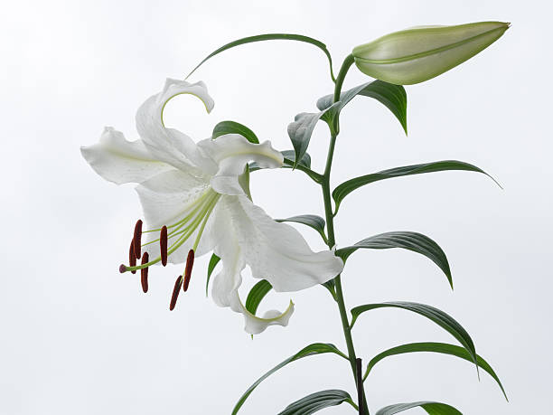 istock Beautiful snow-white oriental Lily 479526436
