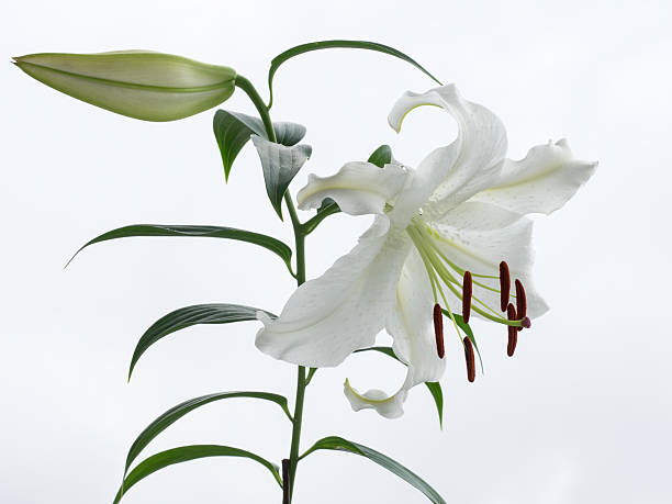 Beautiful snow-white oriental Lily