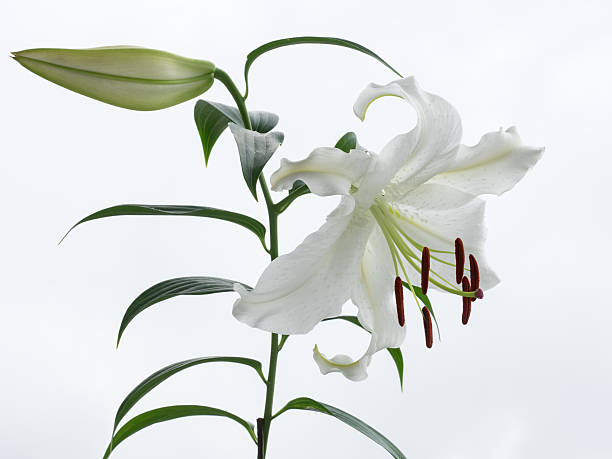 Beautiful snow-white oriental Lily stock photo