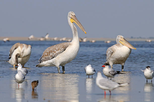 Group of Dalmatian Pelicans on Manych Lake August Dalmatian Pelicans (Pelecanus crispus) on Manych lake in Kalmykia, Russia republic of kalmykia stock pictures, royalty-free photos & images