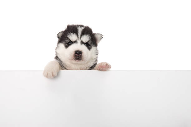 istock Cute siberian husky puppy above banner 479527556