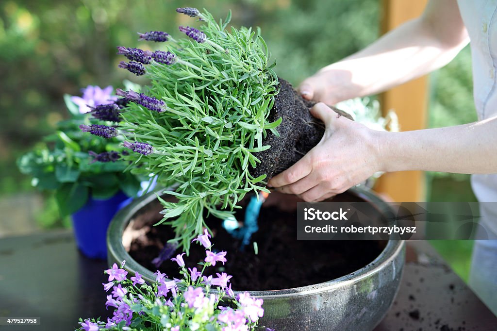 Summer work in the garden Female plants in pot lavender Lavender - Plant Stock Photo