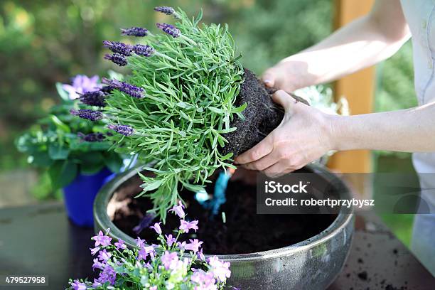 Summer Work In The Garden Stock Photo - Download Image Now - Lavender - Plant, Planting, Flower Pot