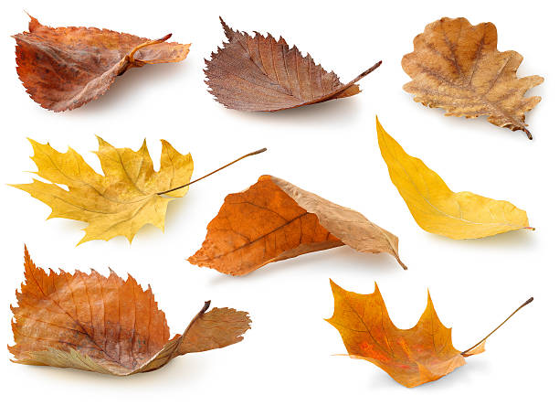 colección de hojas de otoño aislado en blanco - orange sauce fotografías e imágenes de stock