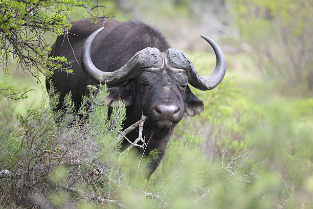 cape buffalo bull - addo south africa southern africa africa stock-fotos und bilder