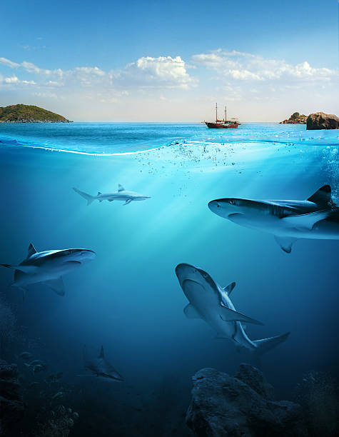Design template with underwater part Underwater. Beautiful sea between the green islands sharks in water stock pictures, royalty-free photos & images