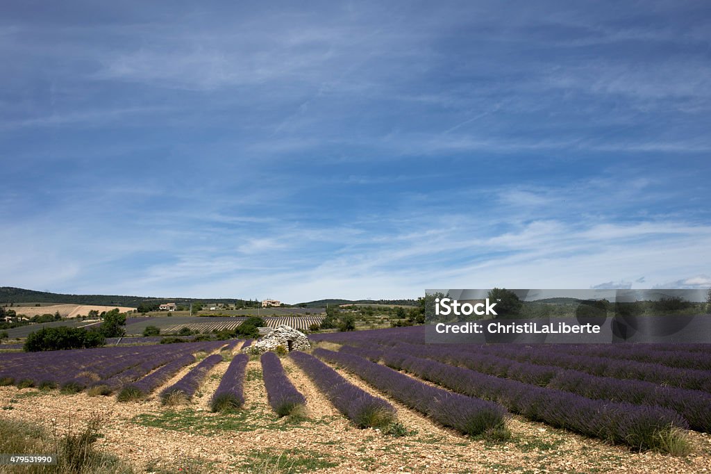 Lavanda e borie - Foto de stock de 2015 royalty-free