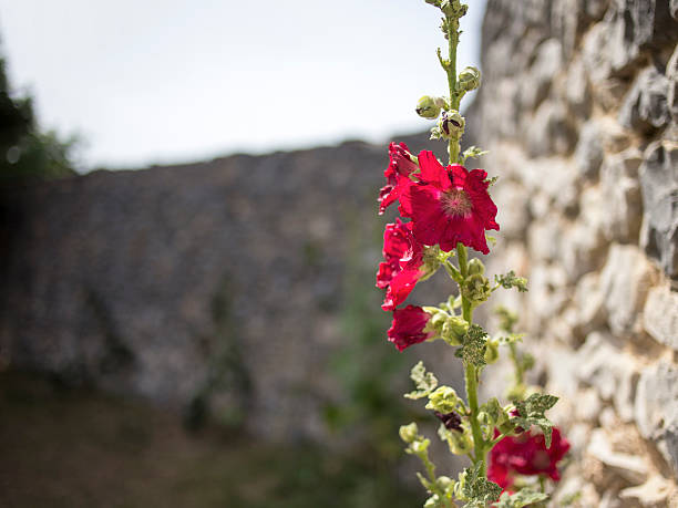 Guest Flower Hollyhock