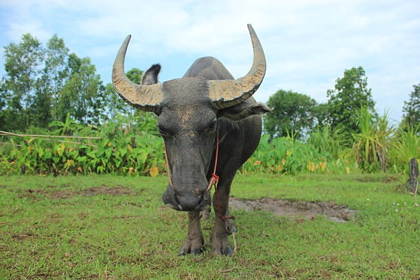 buffalo Buffalo isinthe middle of the field buffalo iowa stock pictures, royalty-free photos & images