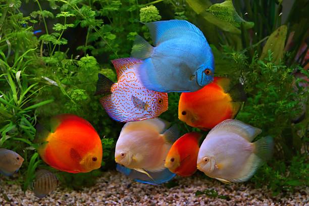 istock Discus (Symphysodon), multi-colored cichlids in the aquarium 479533183