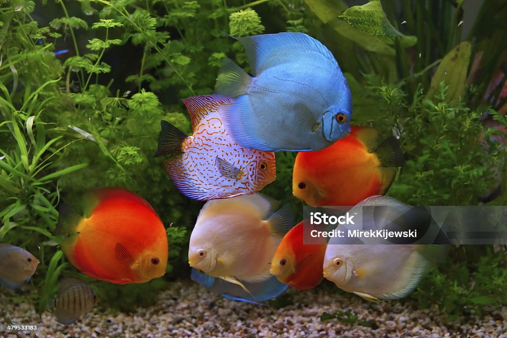 Disco (Symphysodon), multicolorido cichlids no aquário - Foto de stock de Amarelo royalty-free