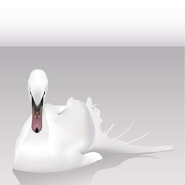 white swan (vektor - bryce canyon stock-grafiken, -clipart, -cartoons und -symbole
