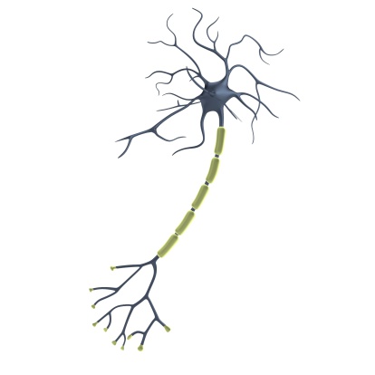 realistic 3d render of neuron