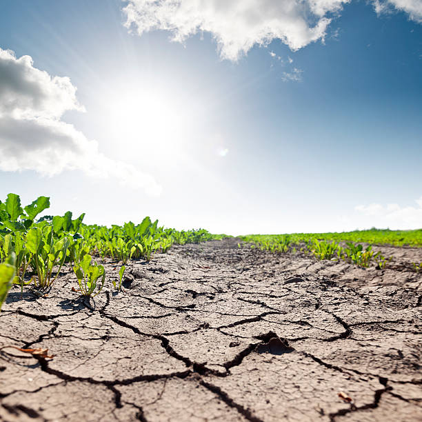istock Desert field with dry cracked ground 479536920