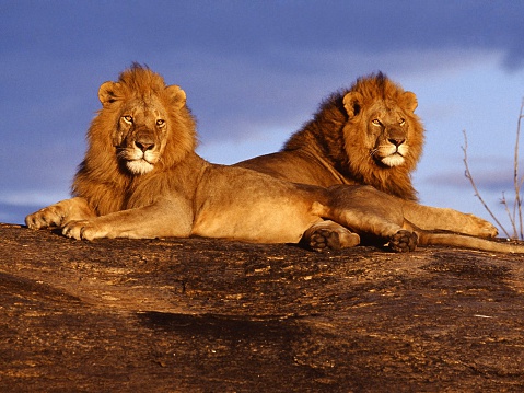 two lions watching the the sun set over Africa