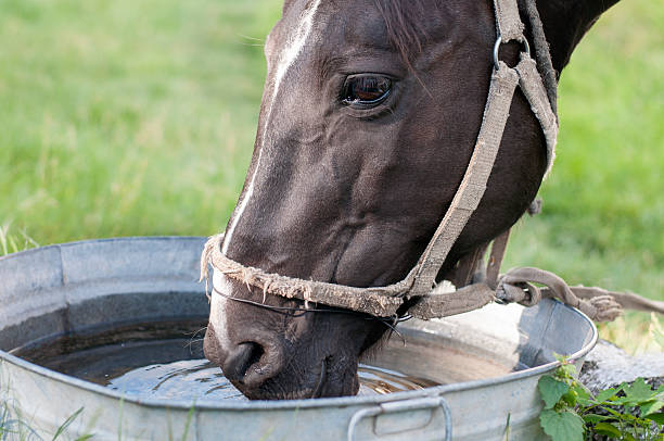 Close up of pony drinking or eating from bucket.