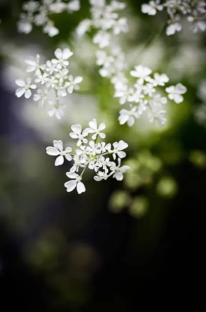 Close up of cow parsley