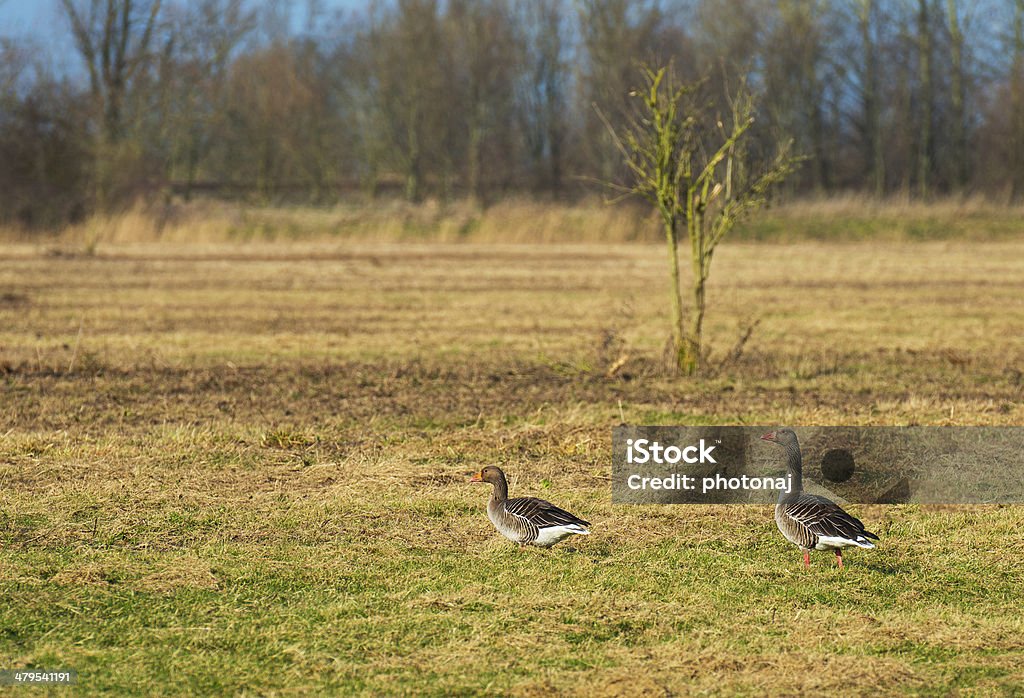 Two geese walking in a field in winter Agricultural Field Stock Photo