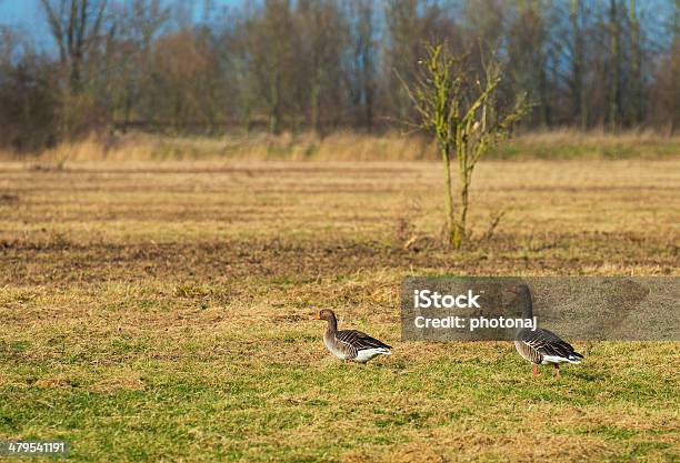 Two Geese Walking In A Field In Winter Stock Photo - Download Image Now - Agricultural Field, Bird, Flevoland