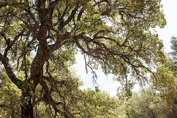 alcornoque - quercus ilex stock-fotos und bilder