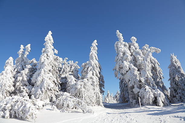 istock sunny winter landscape in Black Forest 479541983