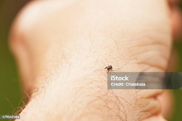 Tick Stock Photo - Download Image Now - 2015, Animal, Arachnid