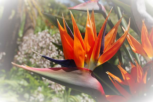 istock Bird of Paradise 479545204