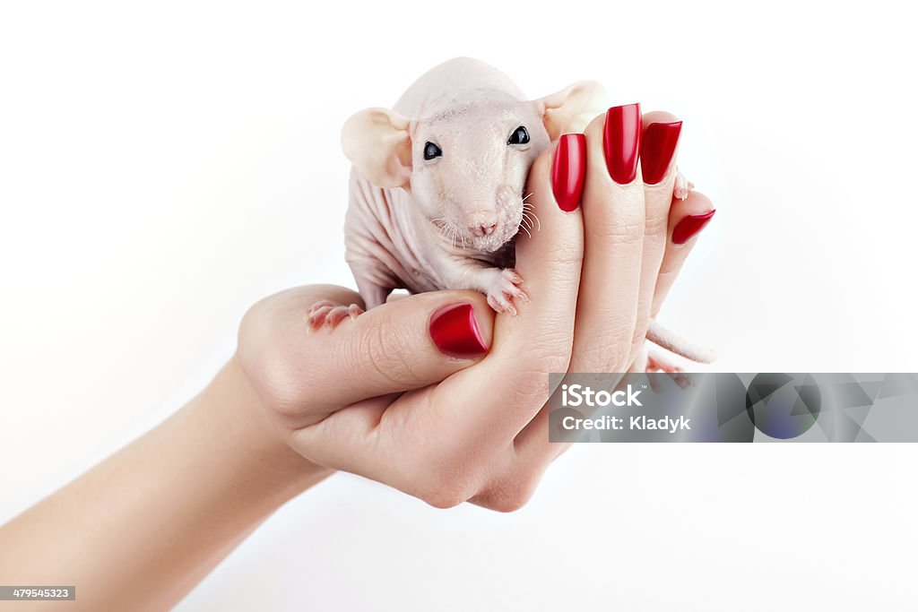 Ratas en una mano. - Foto de stock de Abrillantar libre de derechos