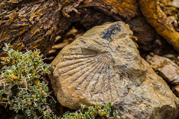 istock Crustacean fossil in the Andes Mountains 479545606