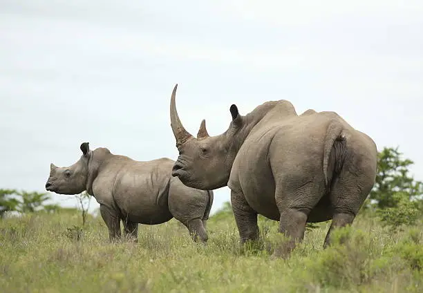 A huge female white rhino / rhinoceros cow stands in a protective stance as she protects her young baby. Showing off her impressive horns. South Africa
