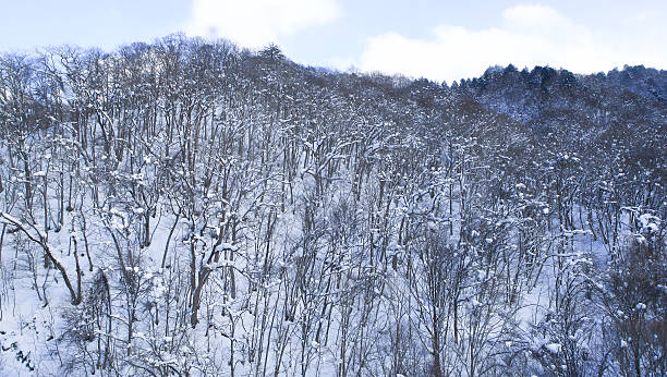 istock Winter Landscape with Snow and Trees 479546345