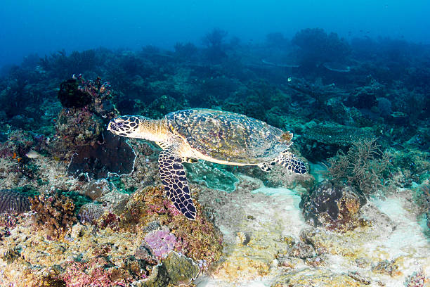 istock Hawksbill Sea Turtle on a tropical coral reef 479546425