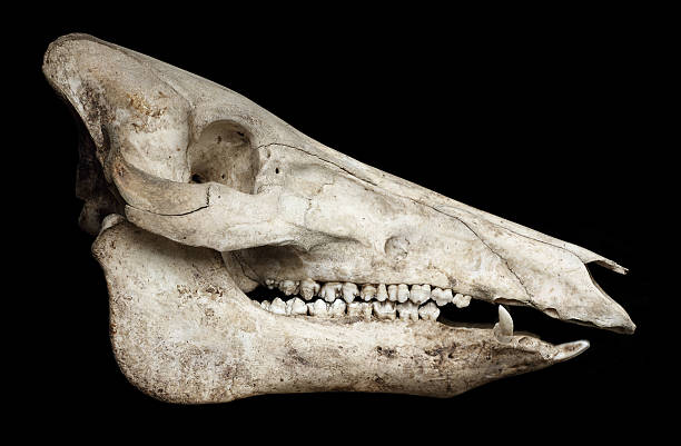 istock Skull of a pig 479546711