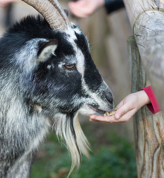 istock child is feeding goat - Streichelzoo 479546745