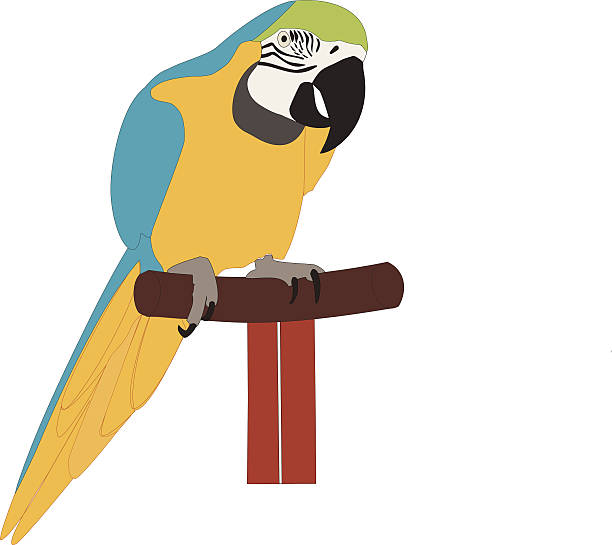 535 Parrot Talking Illustrations & Clip Art - iStock | African grey parrot  talking