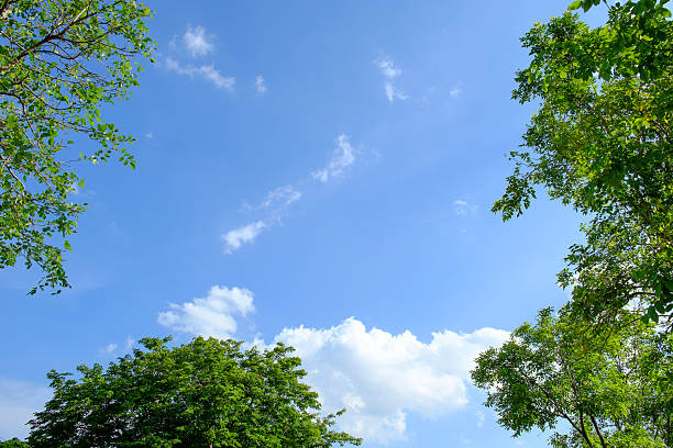 istock White clouds surrounded trees against a beautiful clear sky 479550106