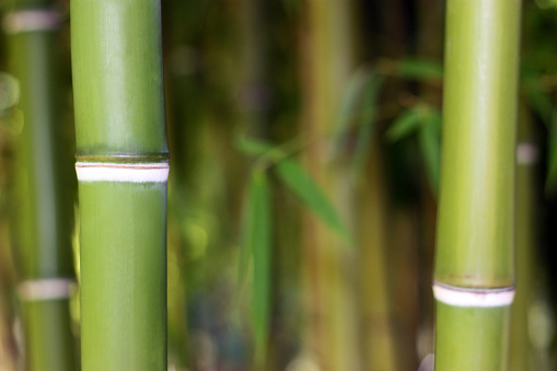 Close-up of bamboo in Thailand