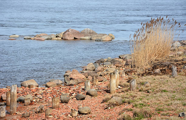 istock Sea shore with a rush plants. Spring season 479550666