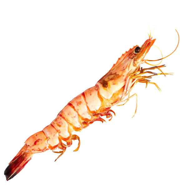 istock Grilled Prawn isolated on white background 479550715
