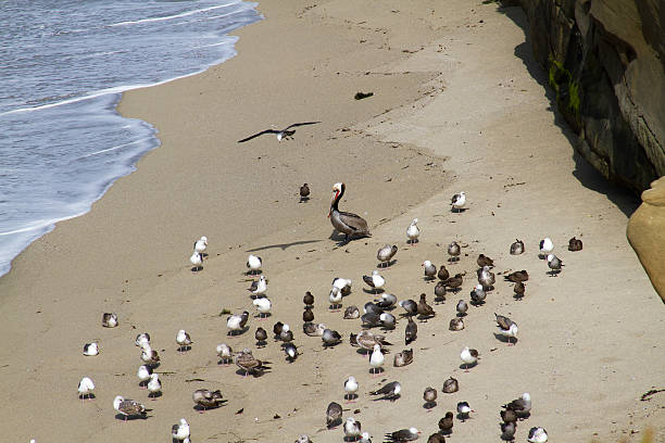 istock Pelican At A Coastal Site 479551868