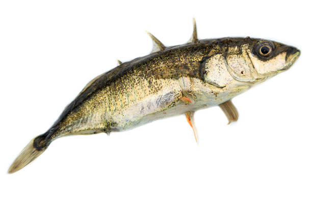 Gasterosteus aculeatus, Three-spined stickleback Gasterosteus aculeatus, Three-spined stickleback. The photo was taken in the Kandalaksha Gulf of the White Sea. Russia, Murmansk region. Island Lodeinoe. spined stock pictures, royalty-free photos & images