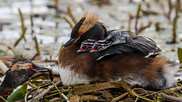 Grebe Hatchlings 550+ Horned Grebe Photos Stock Photos, Pictures & Royalty-Free Images ...