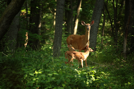 twin fawns wit mother