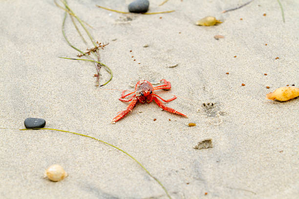 tonno rosso granchio sulla spiaggia - crustace foto e immagini stock