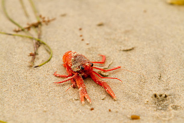 czerwony tuńczyka krab na plaży - crustace zdjęcia i obrazy z banku zdjęć